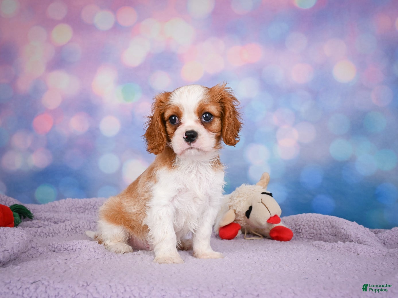 Cavalier King Charles Spaniel dogs Alex - Ad 2