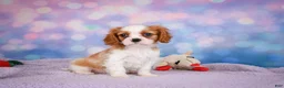 Cavalier King Charles Spaniel dogs for sale: Alex - Ad 5