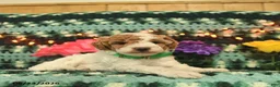 Mini Goldendoodle dogs for sale: Jolly Girl  - Ad 4