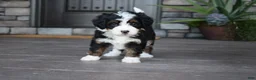 Mini Bernedoodle dogs for sale: Casey - Ad 11