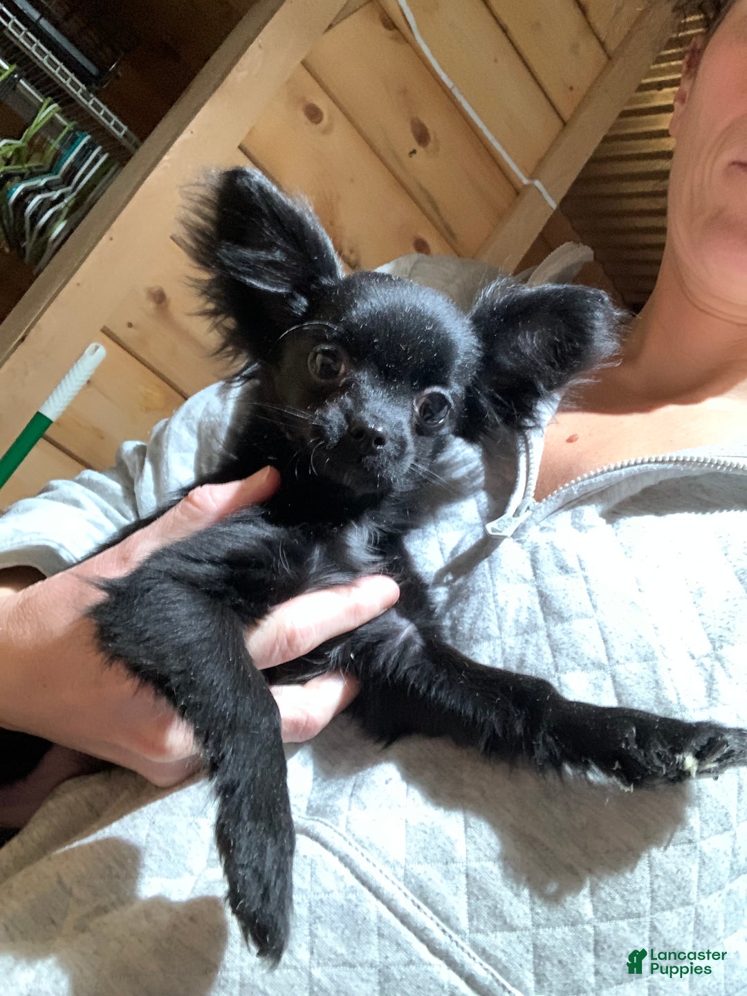 Chihuahua dogs for sale: Chihuahua Puppy 1 - Ad 3
