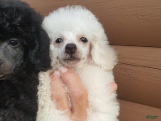 Toy Poodle dogs - Ad 3