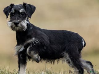 Miniature Schnauzer dogs Yelene - Ad 11