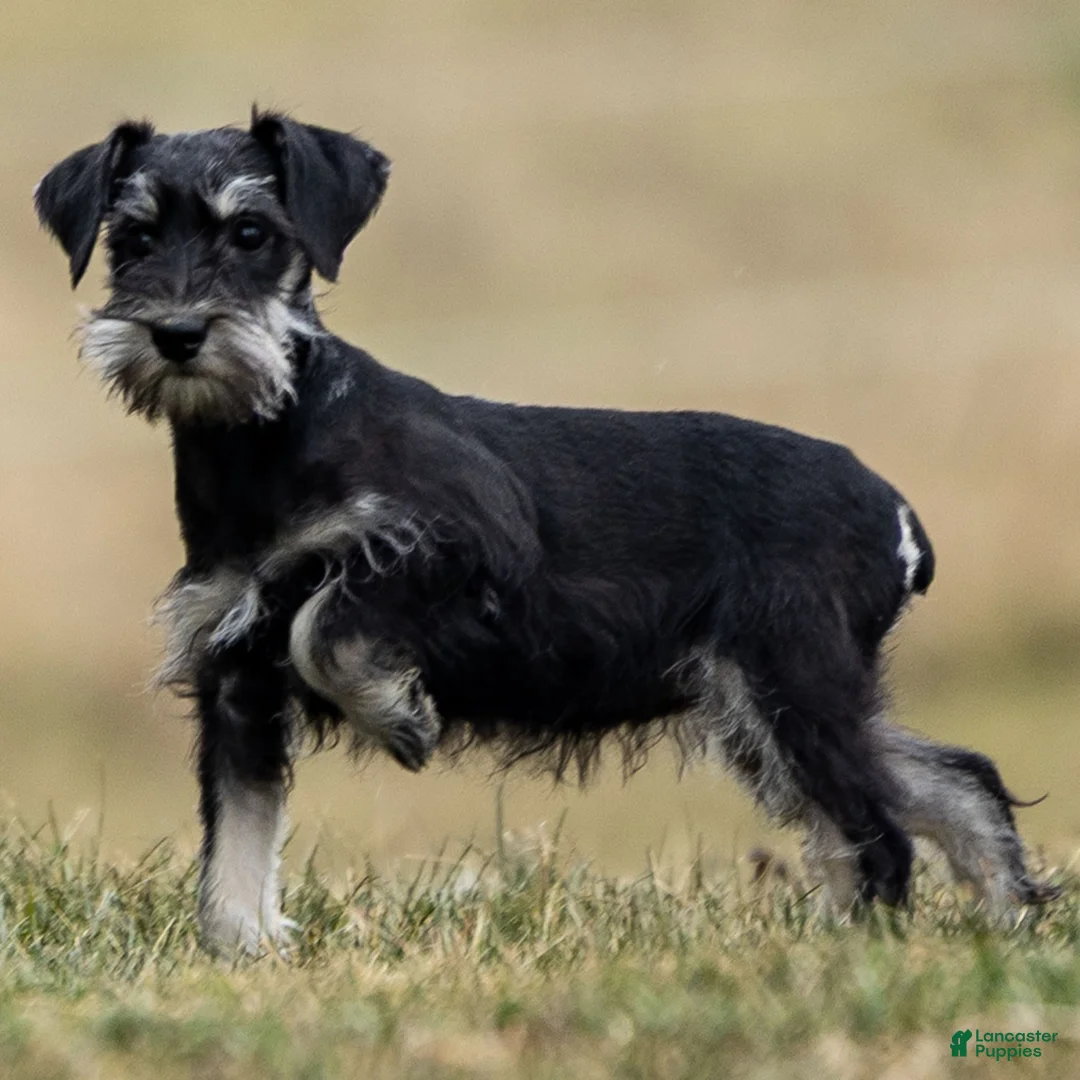 Miniature Schnauzer dogs for sale: Yelene - Ad 1