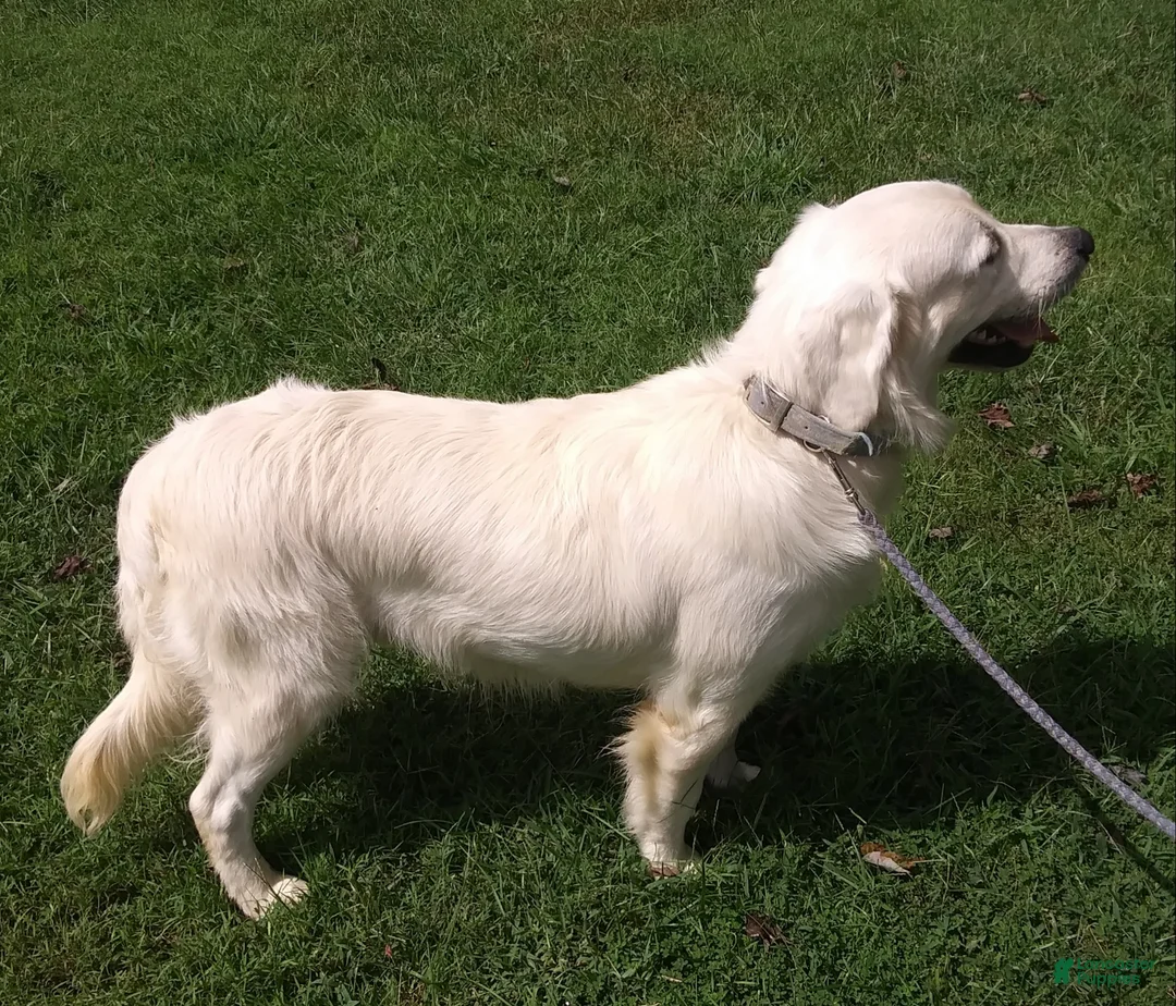 Golden Retriever dogs for sale: Golden Retriever Puppy 3 - Ad 2