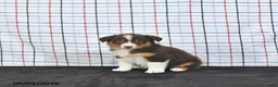Australian Shepherd dogs for sale: Paige - Ad 4