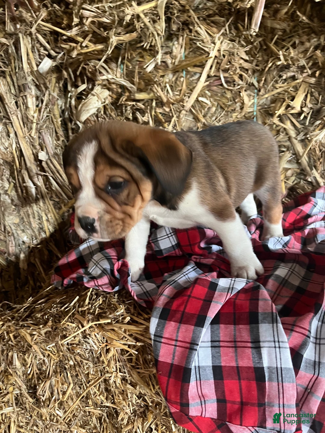 Mixed Breed dogs for sale: Beau - Ad 1