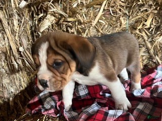 Mixed Breed dogs Beau - Ad 24