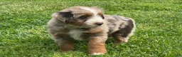 Mixed Breed dogs for sale: Australian Mountain Doodle Mr. Zuckerman - Ad 5