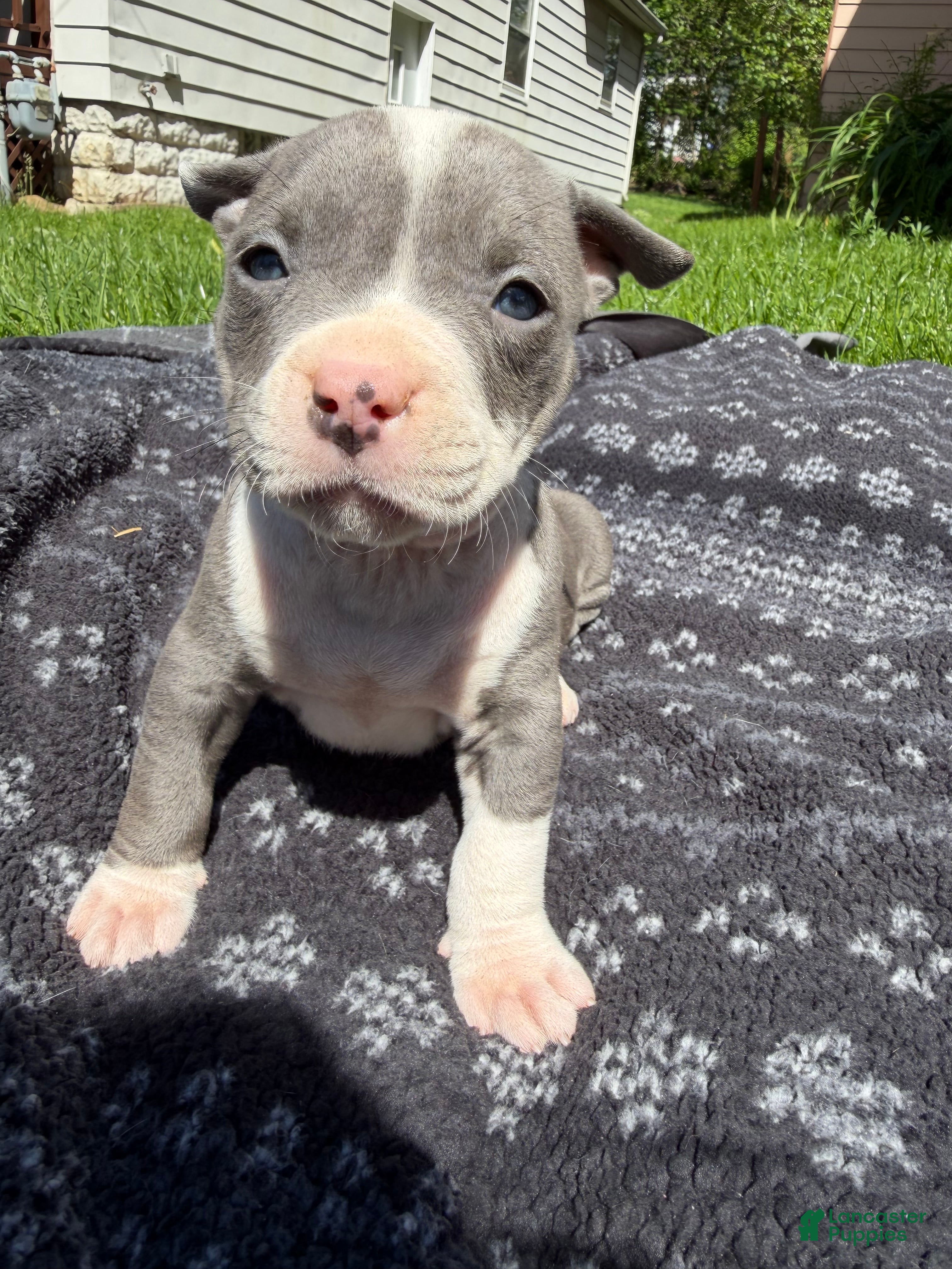 American Bully dogs Layla - Ad 1