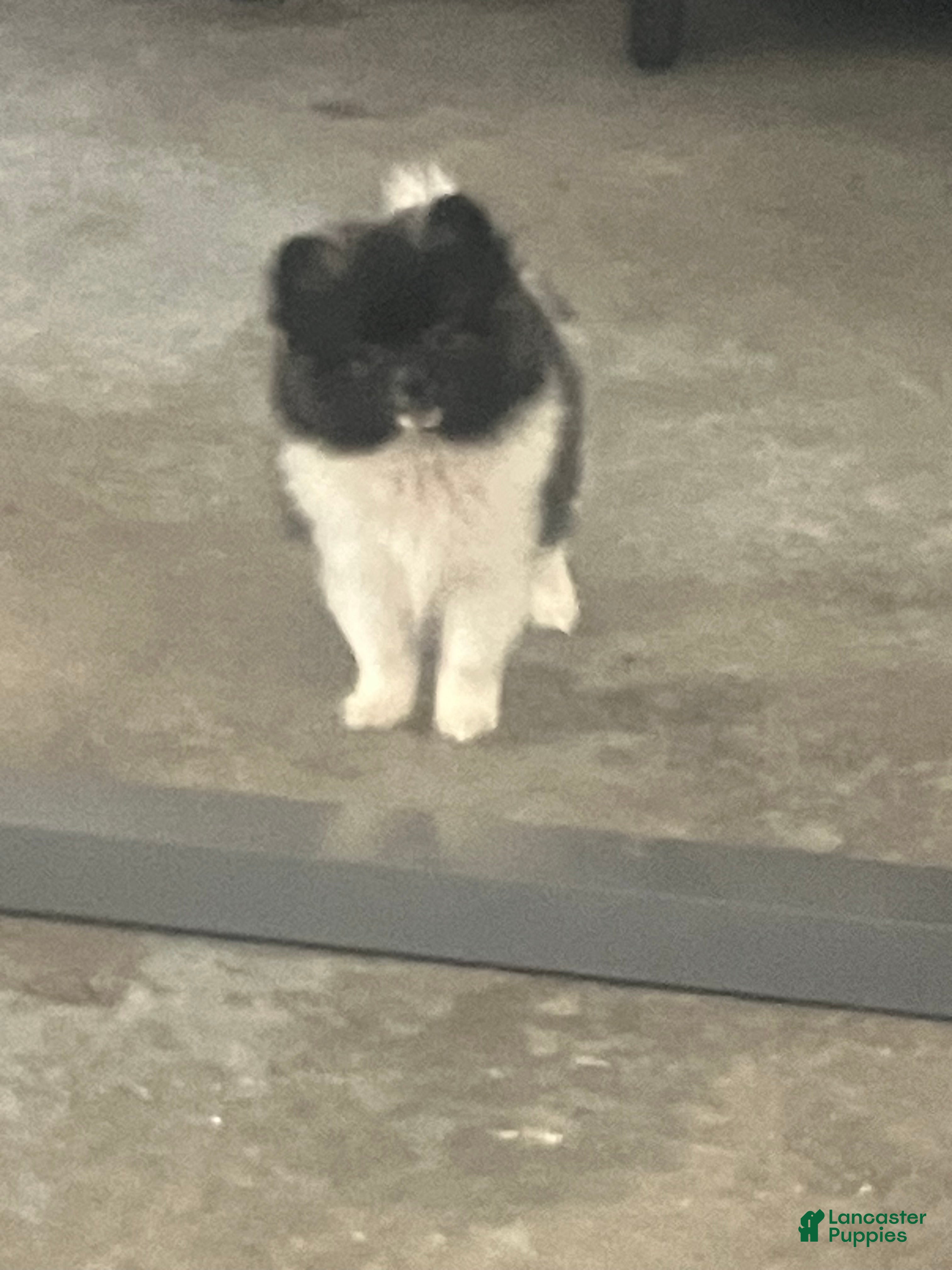 Pomeranian dogs Polly - Ad 32