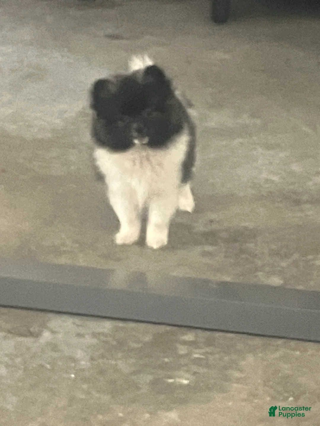 Pomeranian dogs for sale: Polly - Ad 1