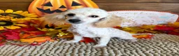Toy Poodle dogs for sale: Adam - Ad 4