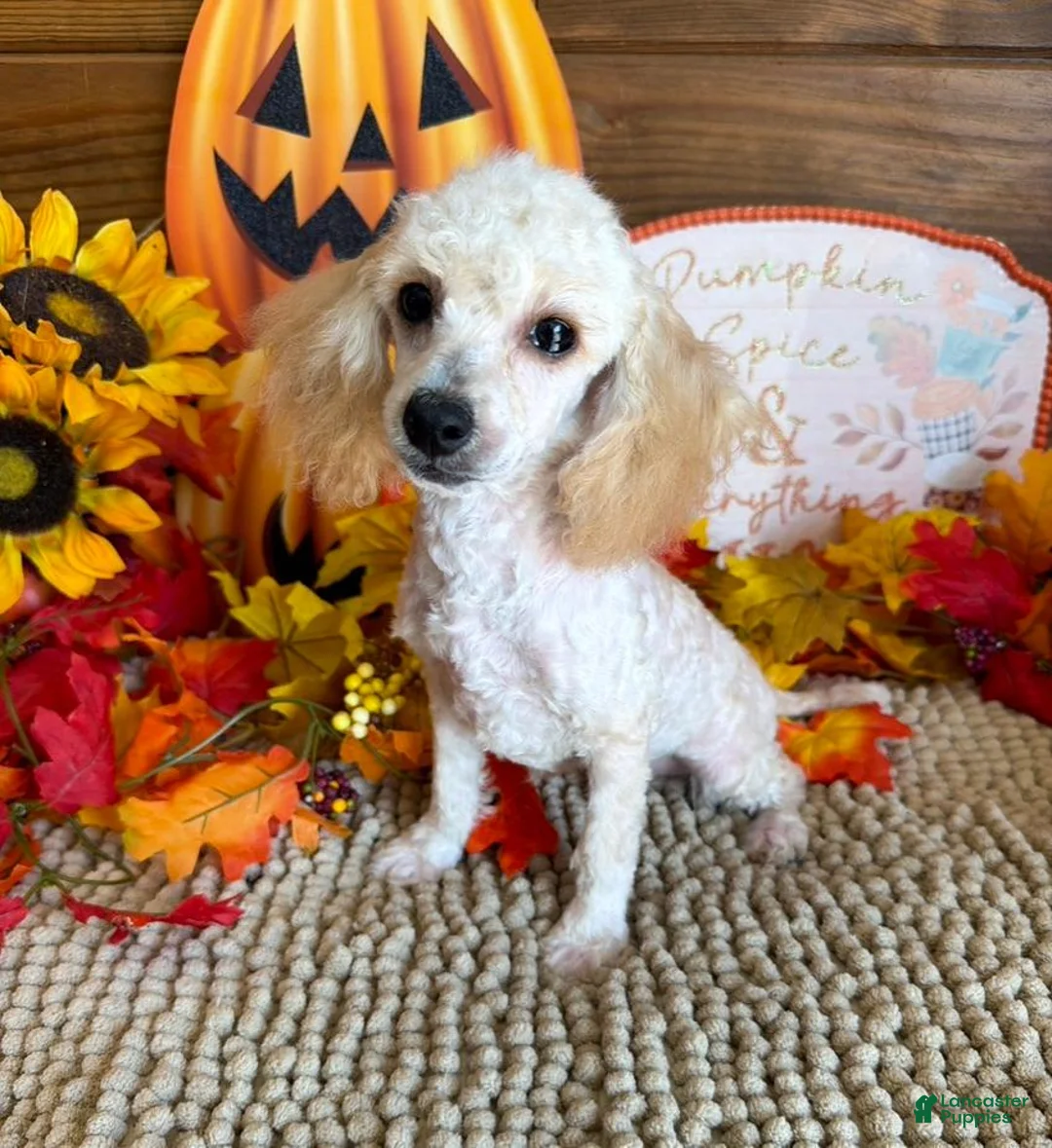 Toy Poodle dogs for sale: Adam - Ad 4