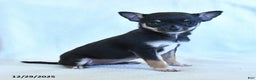 Chihuahua dogs for sale: Katie - Ad 2