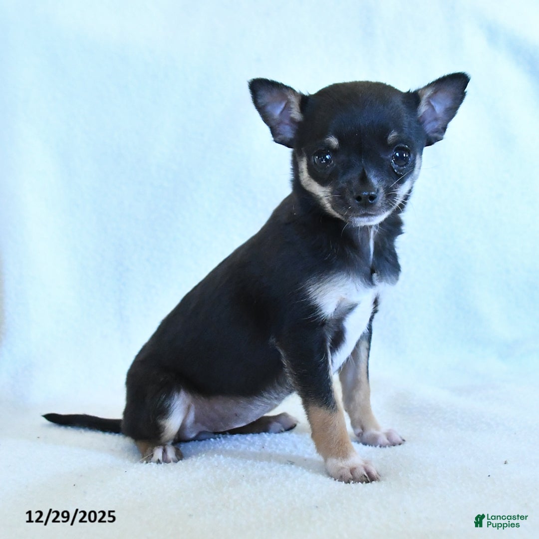 Chihuahua dogs for sale: Katie - Ad 2