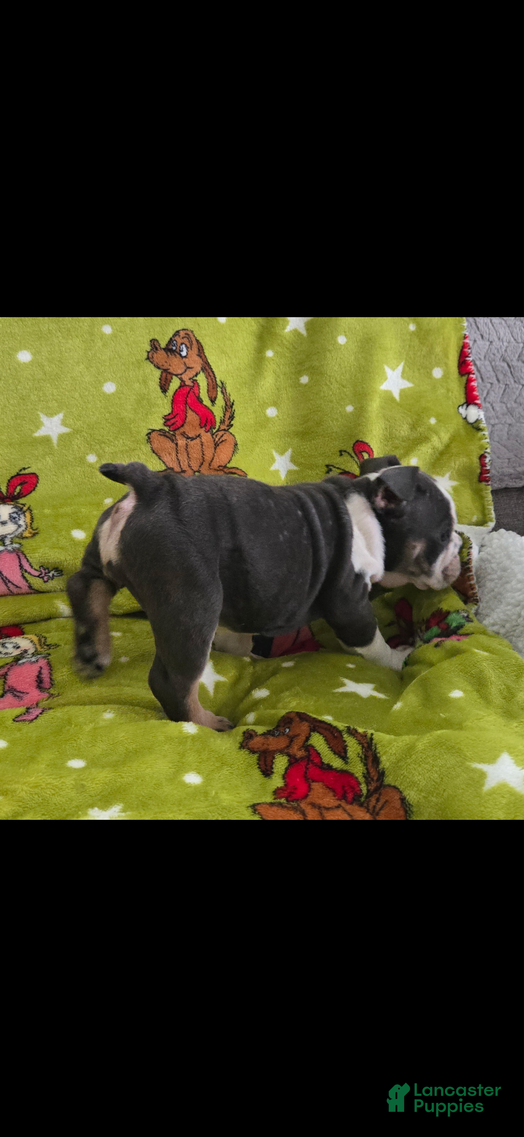 English Bulldog dogs for sale: Lucy - Ad 37