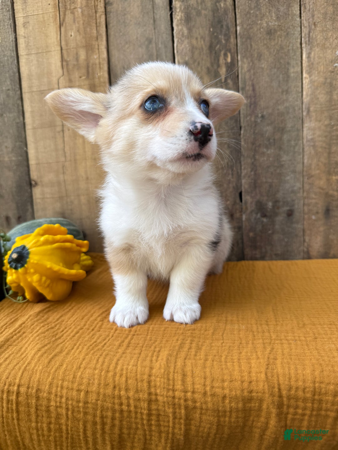 Welsh Corgi Pembroke dogs for sale: Jade - Ad 11