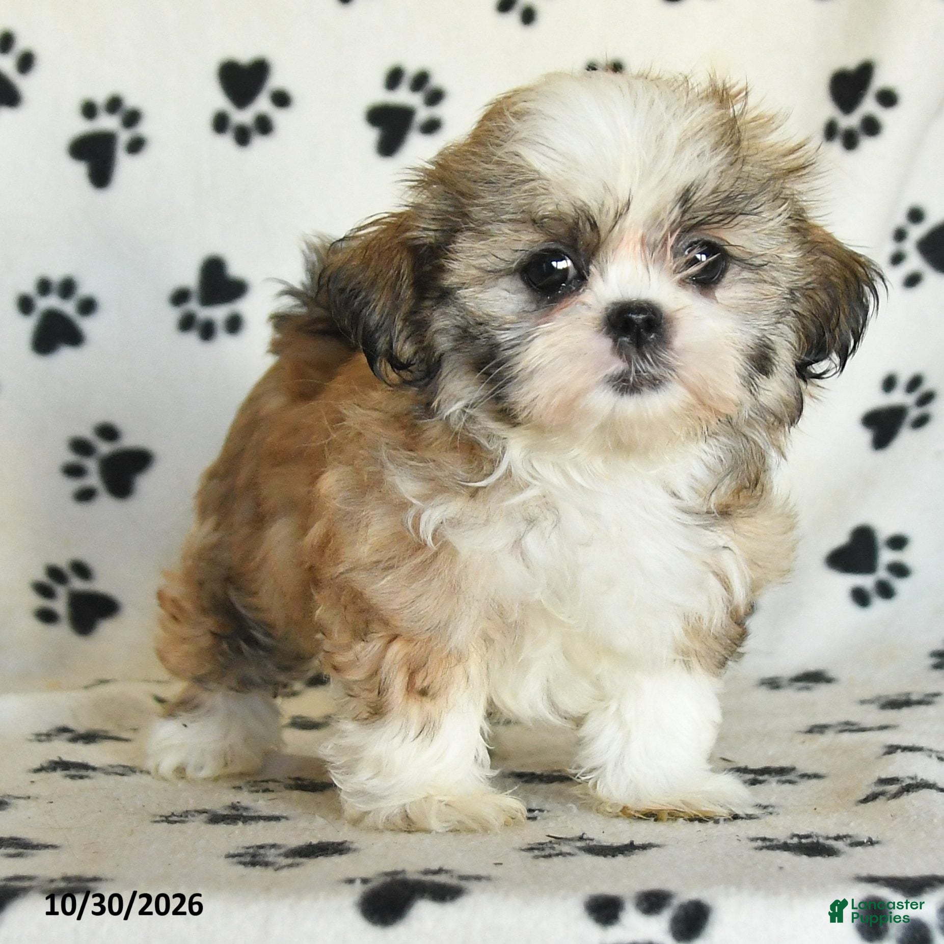 Shih Tzu dogs for sale: Pearl - Ad 2
