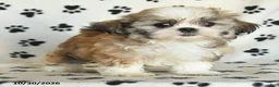 Shih Tzu dogs for sale: Pearl - Ad 2