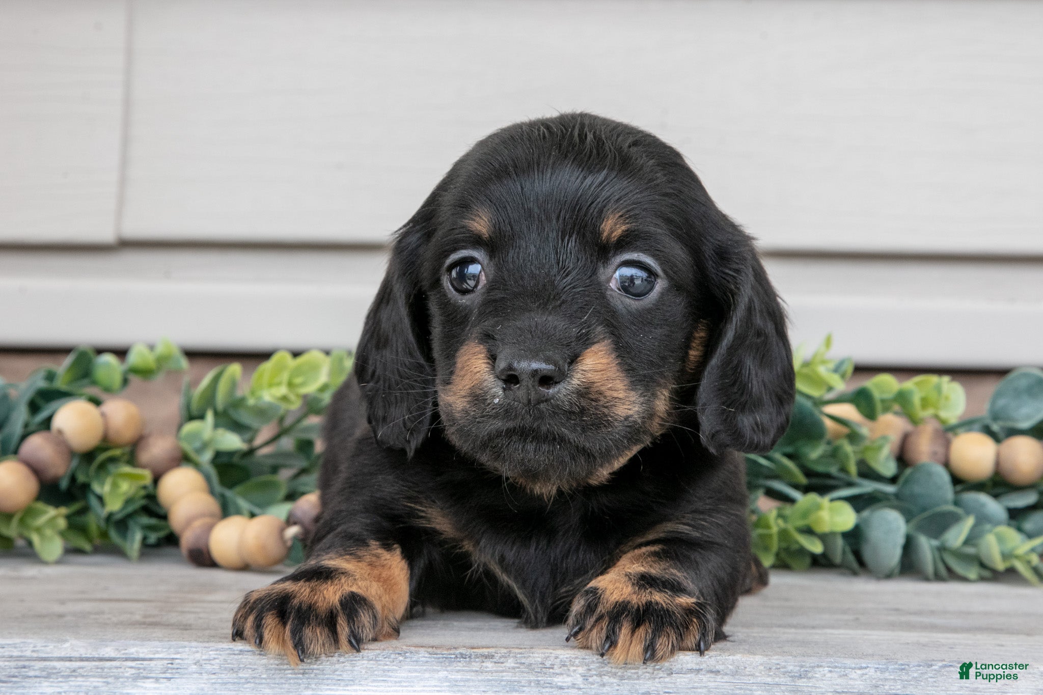 Miniature Dachshund dogs Ralphie - Ad 1