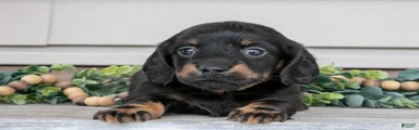 Ralphie