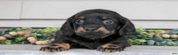 Miniature Dachshund dogs for sale: Ralphie - Ad 1