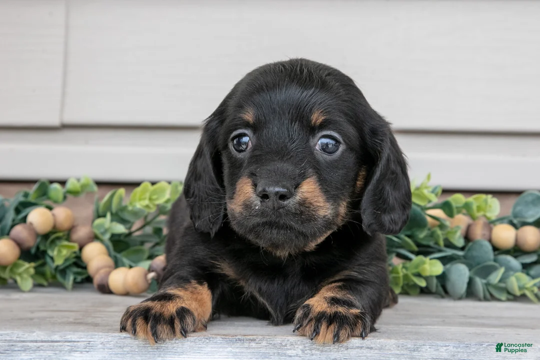 Miniature Dachshund dogs for sale: Ralphie - Ad 1
