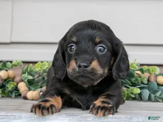 Miniature Dachshund dogs for sale: Ralphie - Ad 4