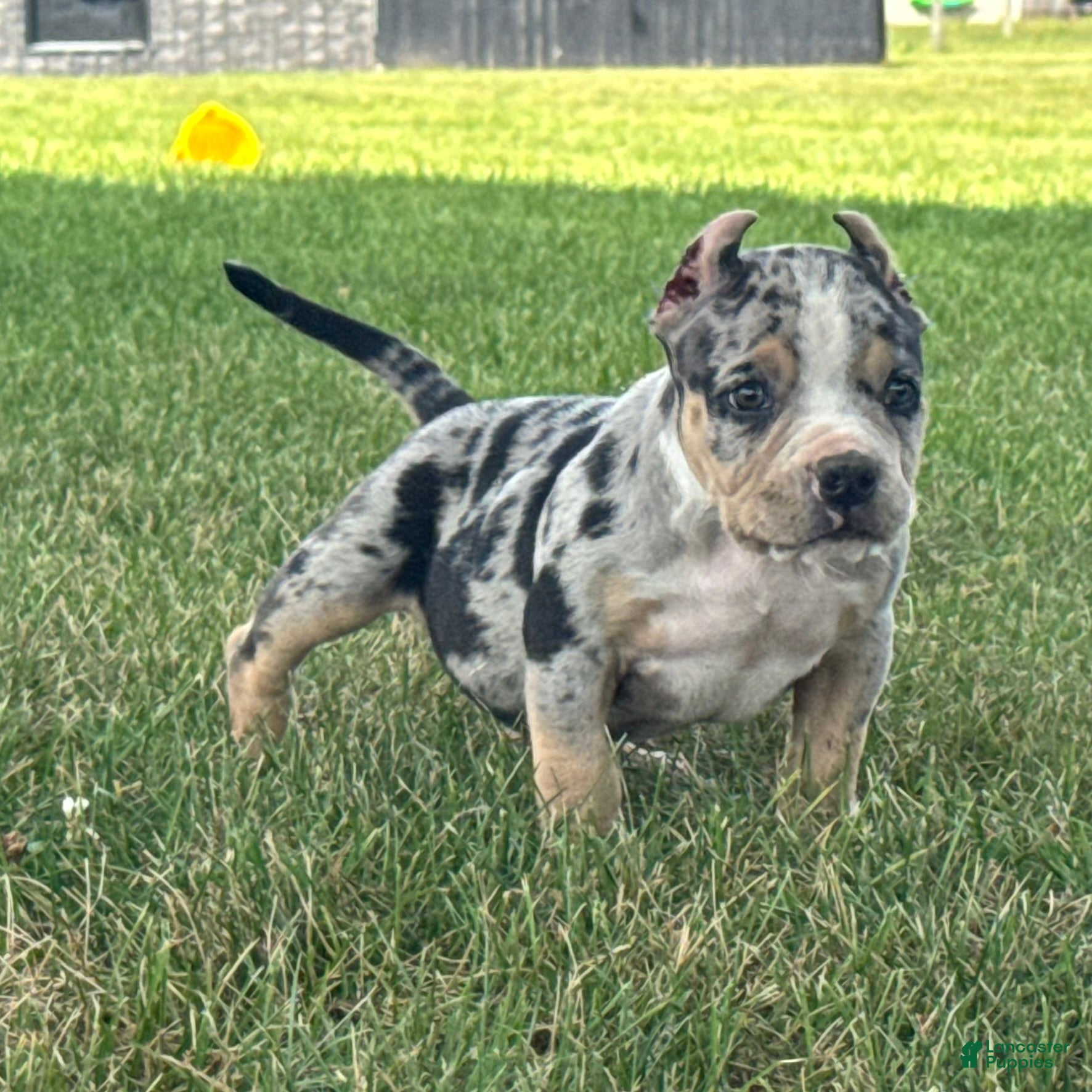 American Bully dogs Havoc - Ad 2