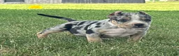American Bully dogs for sale: Havoc - Ad 2
