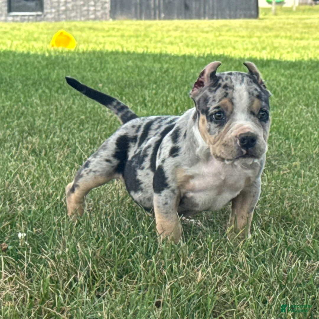 American Bully dogs for sale: Havoc - Ad 2