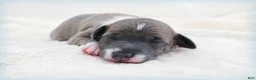 Italian Greyhound dogs for sale: VanZant - Ad 5
