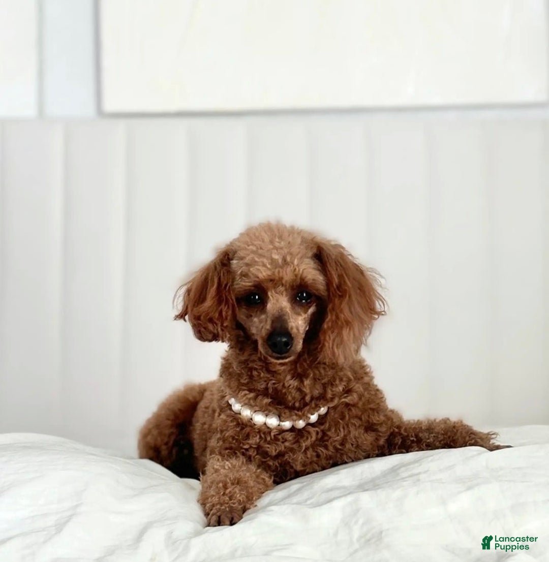 Toy Poodle dogs for sale: Wisper - Ad 4