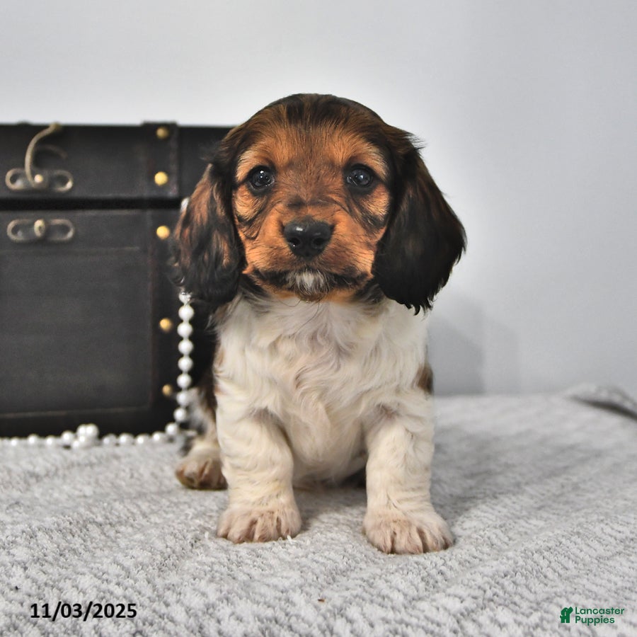 Miniature Dachshund dogs Logan - Ad 30