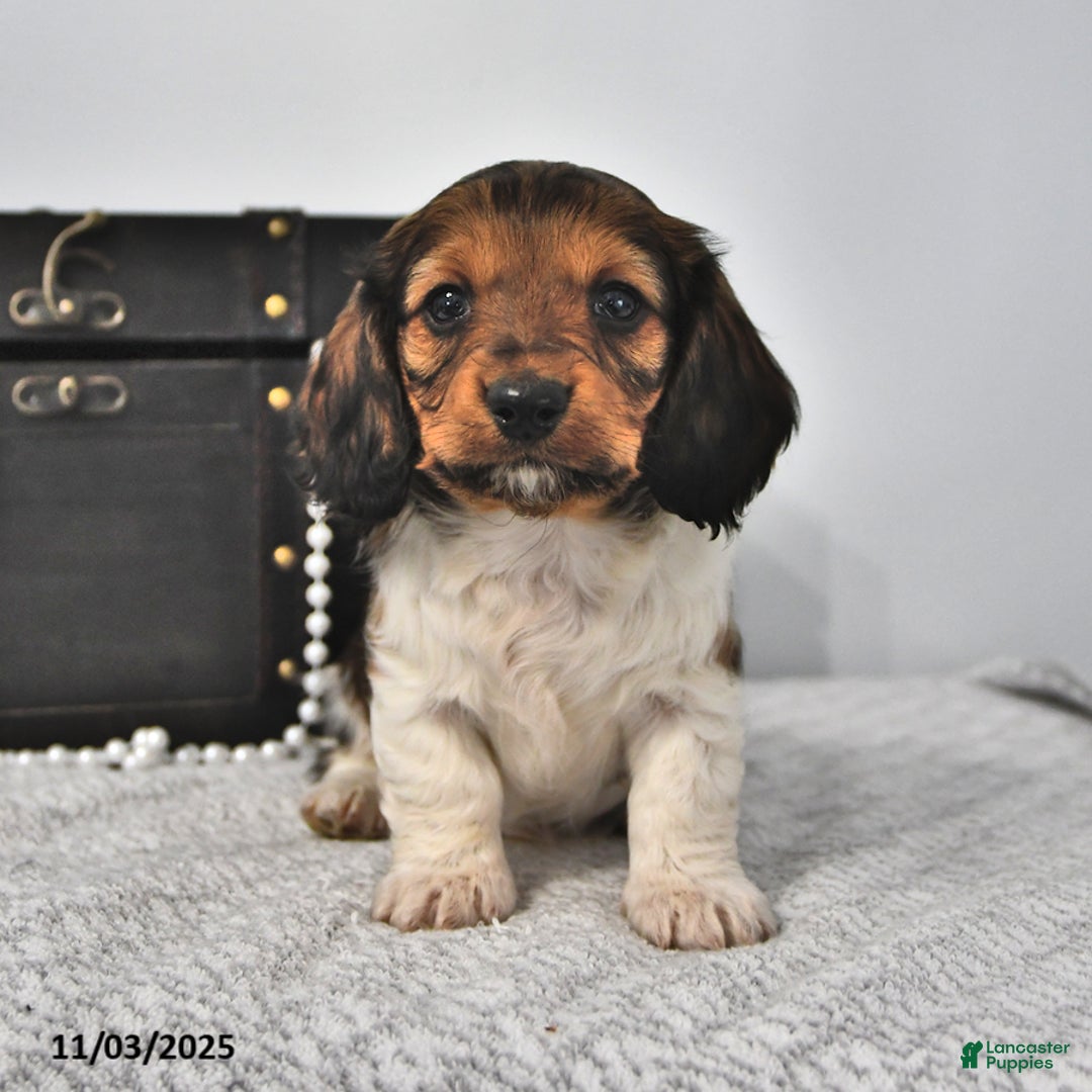 Miniature Dachshund dogs for sale: Logan - Ad 1