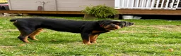 Rottweiler dogs for sale: Rottweiler Puppy 1 - Ad 7