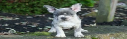 Frenchton dogs for sale: MINDY - Ad 27