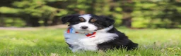 Australian Shepherd dogs for sale: Ranger - Ad 2