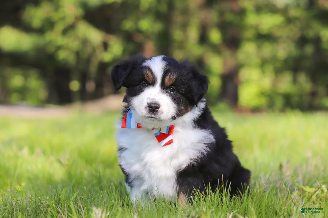 Australian Shepherd dogs for sale: Ranger - Ad 2
