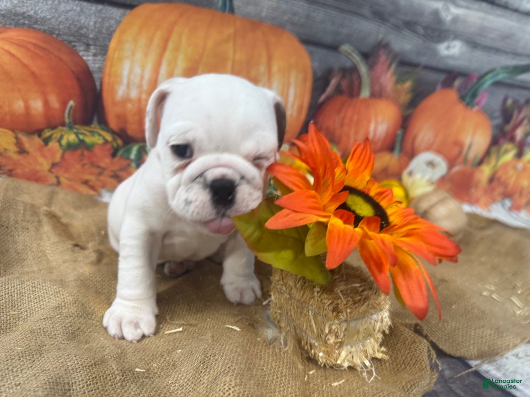 English Bulldog dogs for sale: Mayo - Ad 15