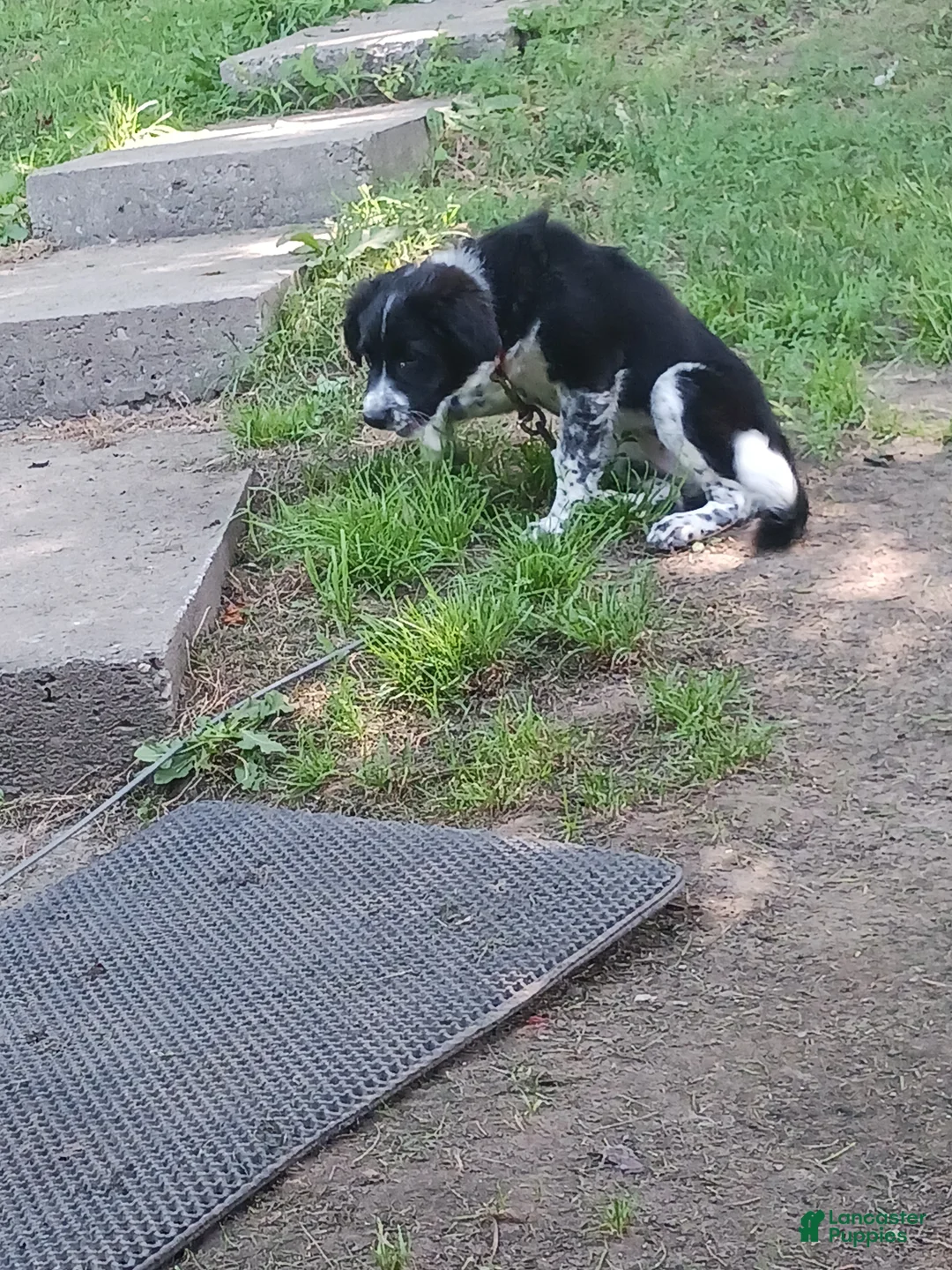 Mixed Breed dogs for sale: Flash - Ad 2