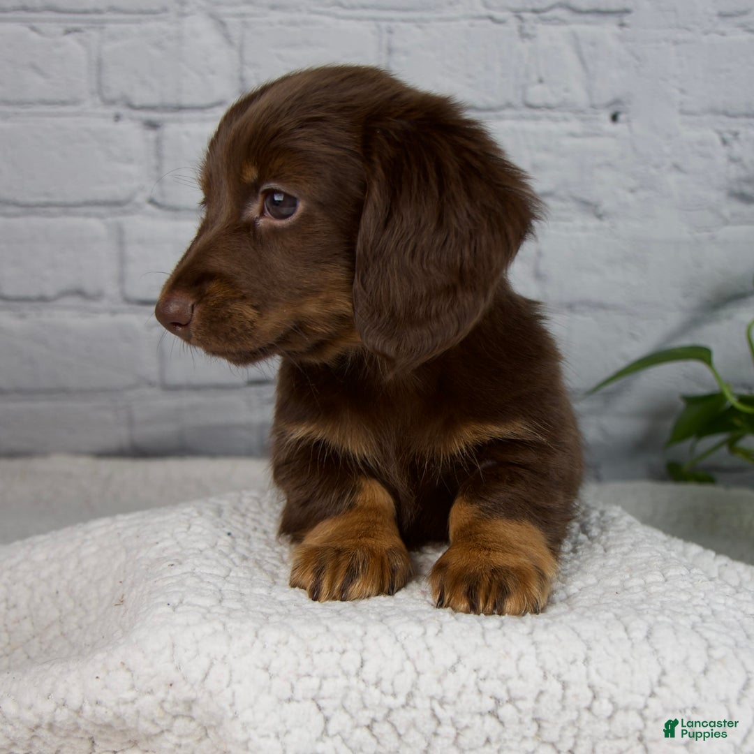 Miniature Dachshund dogs for sale: Denise - Ad 2