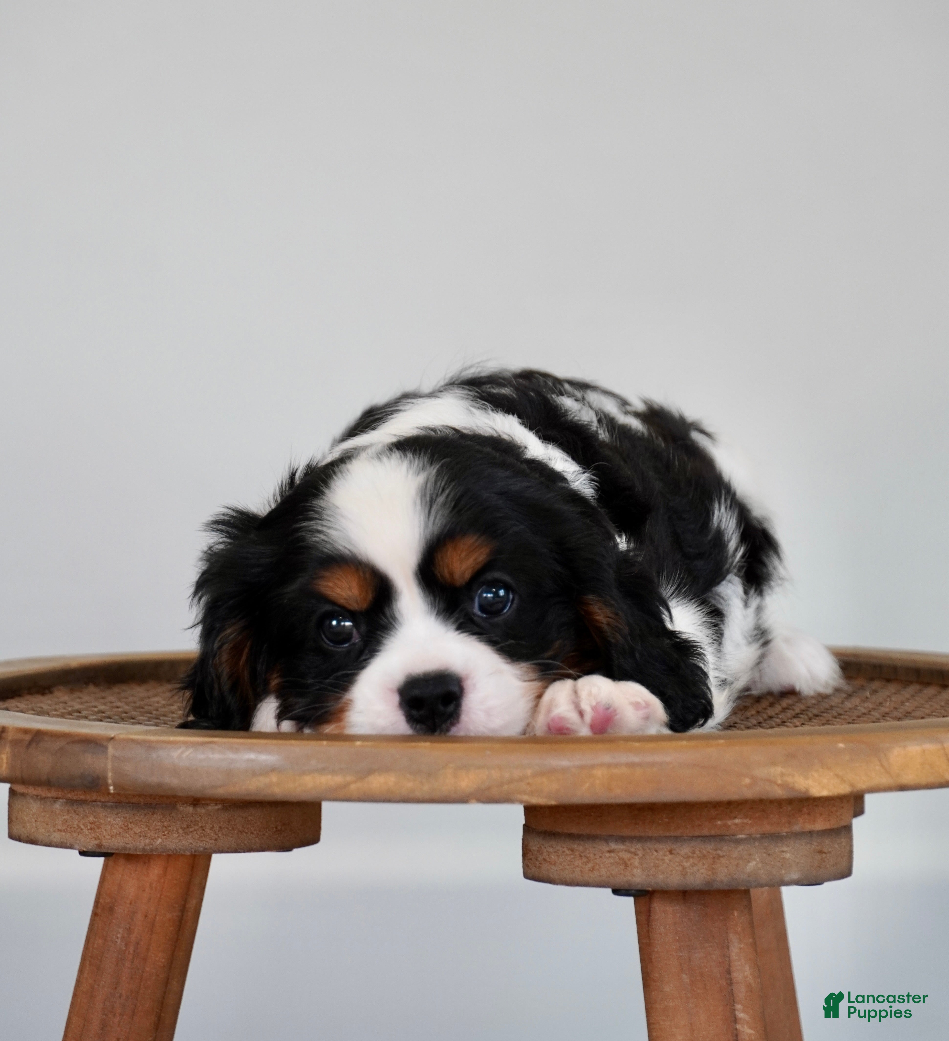 Cavalier King Charles Spaniel dogs River - Ad 2