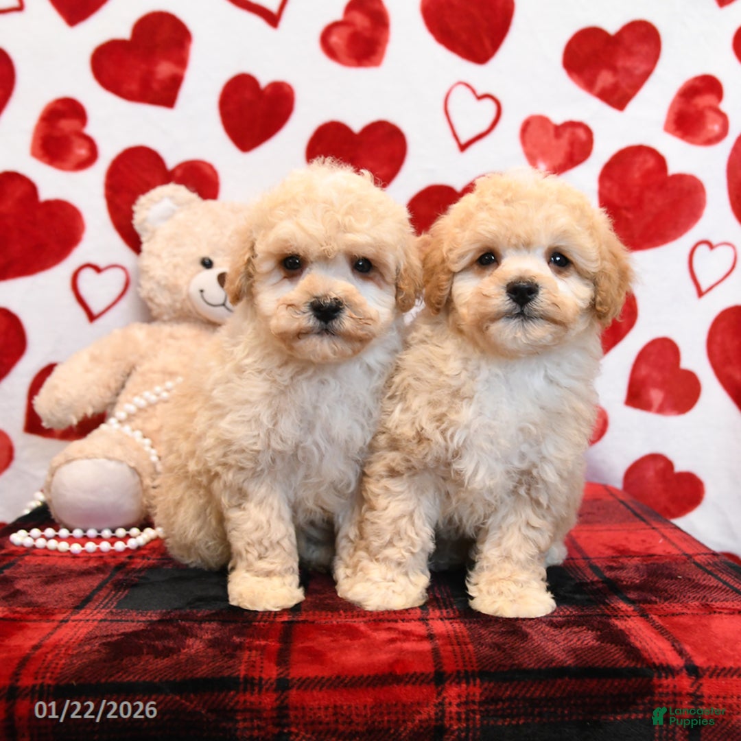 Bichpoo dogs for sale: Pudding - Ad 5