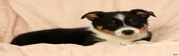Australian Shepherd dogs for sale: Zeke - Ad 7