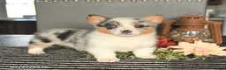 Welsh Corgi Pembroke dogs for sale: Candy - Ad 1