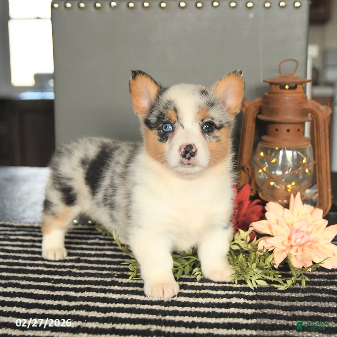Welsh Corgi Pembroke dogs for sale: Candy - Ad 1