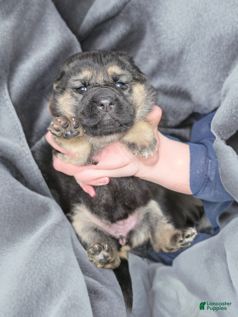 German Shepherd dogs German Shepherd Puppy 6 - Ad 3