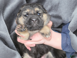 German Shepherd dogs German Shepherd Puppy 6 - Ad 16